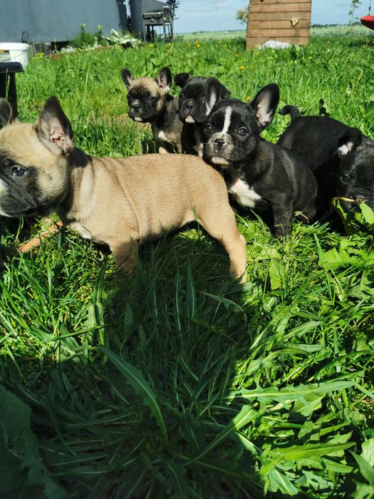 Buldog francuski