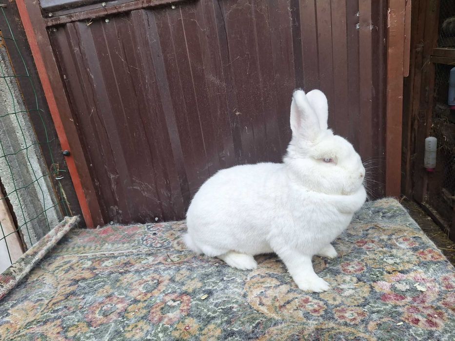 Samica Nowozelandzki Biały