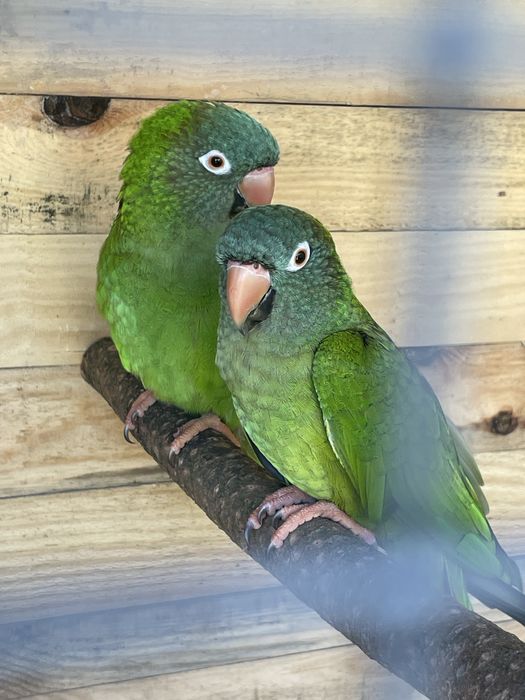 Casal reprodutor conures cabeca azul