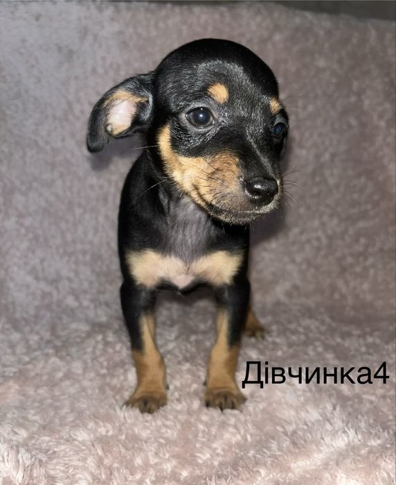 Цвергпінчер цуценятка