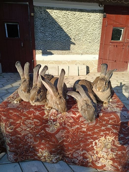 Кроли та кроленята