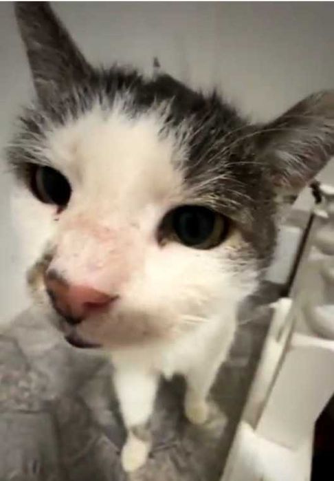 SPAJDEREK – kot, o którego nikt nie pyta