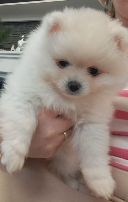 Szpic miniaturowy  suczka