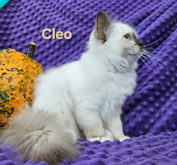 Cleo- Święty Kot Birmański