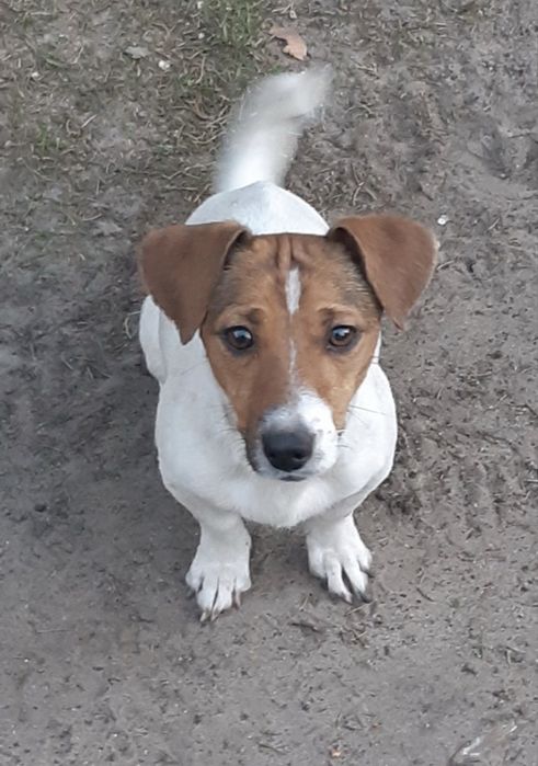 Jack russell terrier piesek