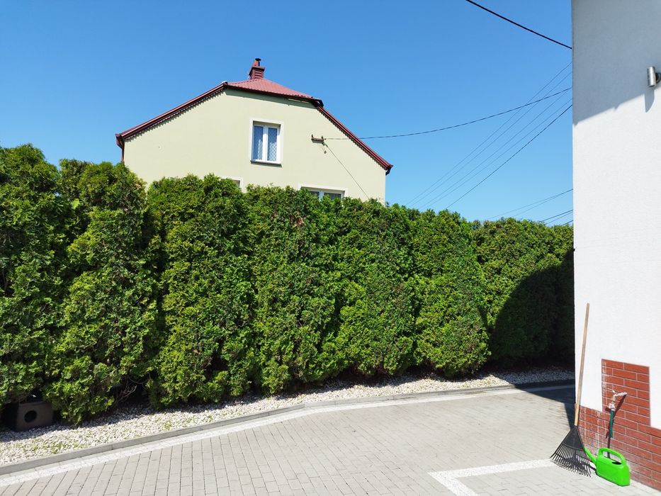 Usługi ogrodnicze