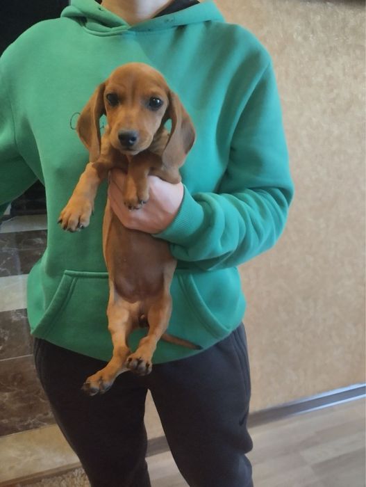 Продам цуценят Таксенят