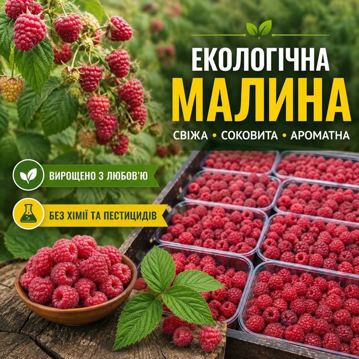 Продам свіжу малину