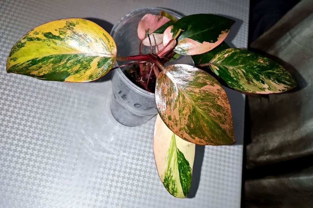 Rar!  Philodendron Fire Princess ( Tricolour) Філодендрон