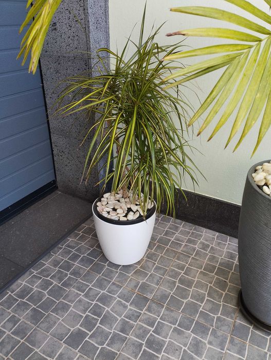 Palmeiras Australianas e yuka elephantus e dracaenas