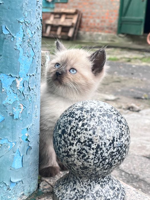 Кошенята в добрі руки