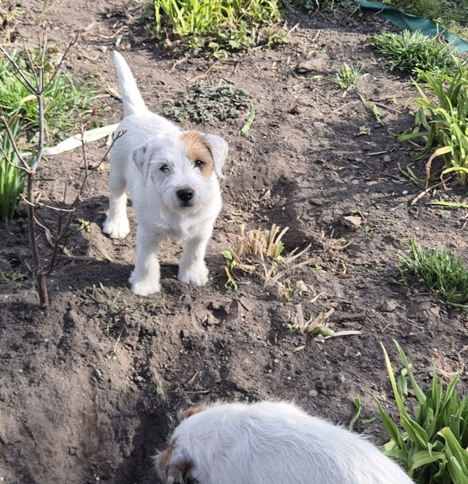 Parson Russell Terrier