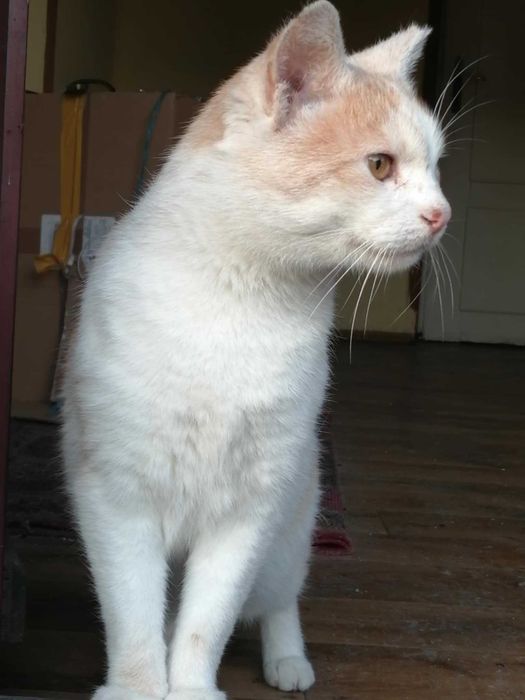 biało rudy Kocurek starszy do adopcji