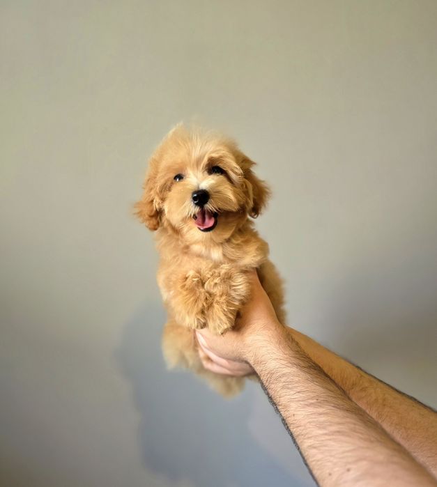 Маленький харизматичний красунчик