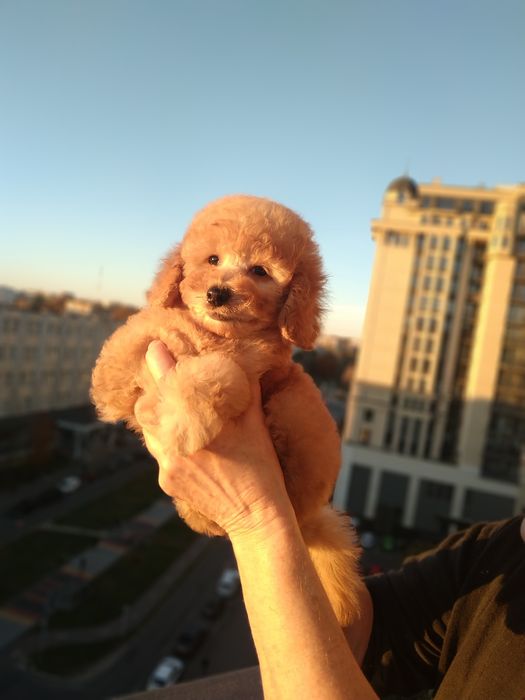 Девочки мальтипу