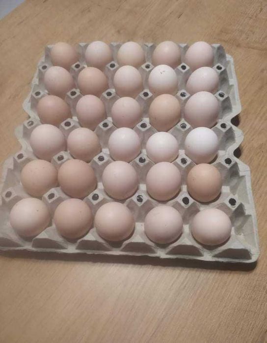 Sprzedam Jajka Wiejskie