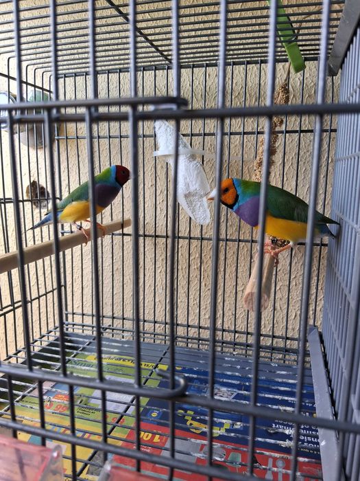 Diamantes gould 2025 , Bengalins  e Mandarins