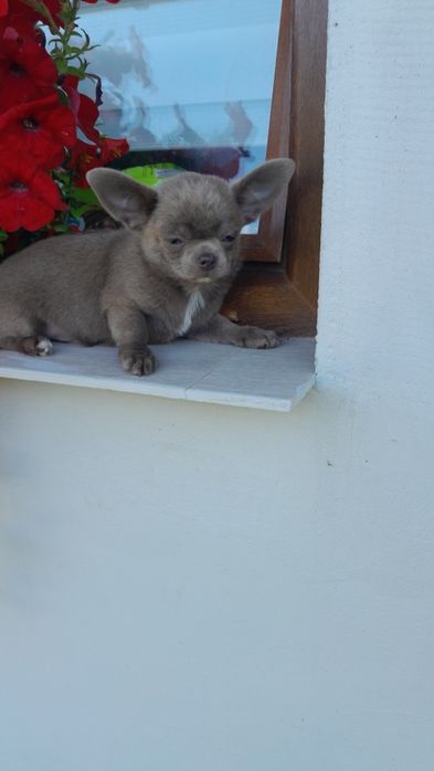 Chłopcy Chihuahua
