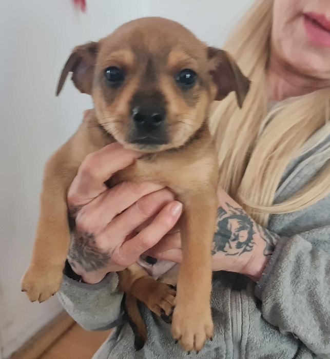 Asik - sześciotygodniowy berbeć do adopcji.