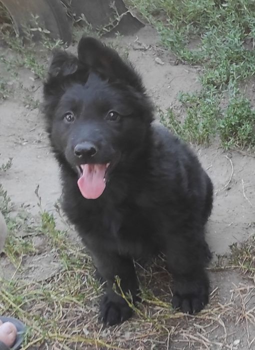 Щенки немецкой черной овчарки.