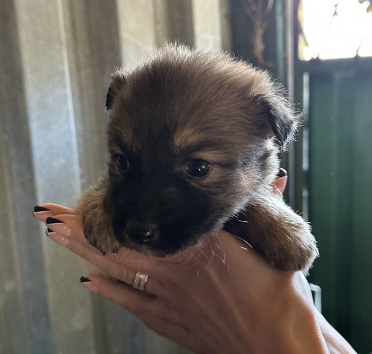 Безкоштовні собачки.