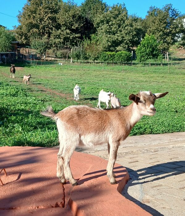 Cabras micro anãs com três meses fêmeas para mudar de pasto ideal para oferecer a criancas