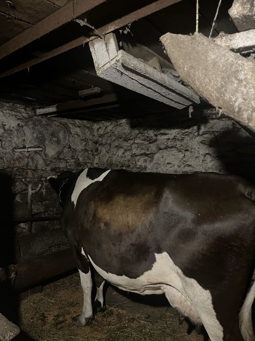 Продається молода добра корова 5 років