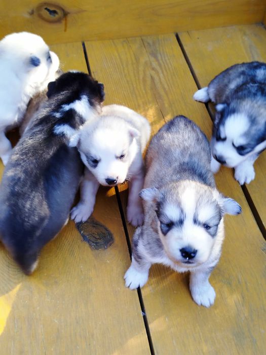 Siberian Husky pies tel.-575302039