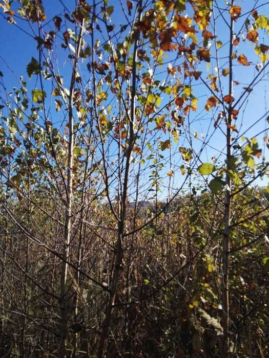 Brzoza, brzozy, brzózki sadzonki.