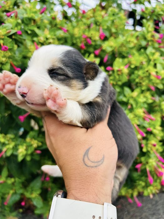 Menina border collie tricolor