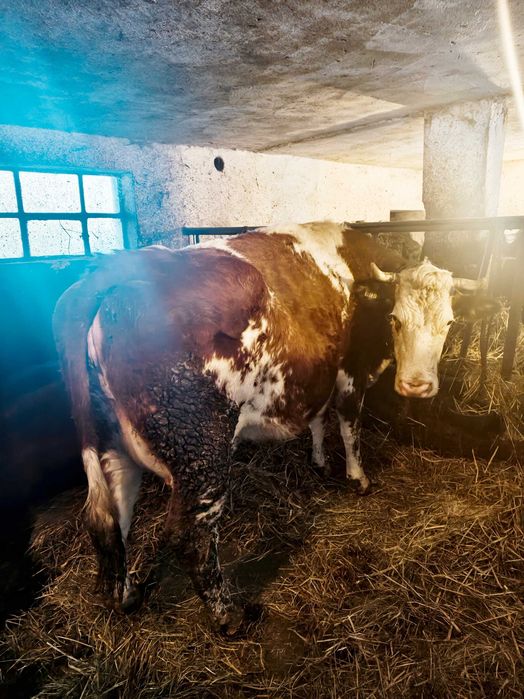 krowy mamki zacielone