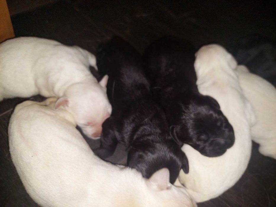 Лабрадор щенки чёрные и палевые