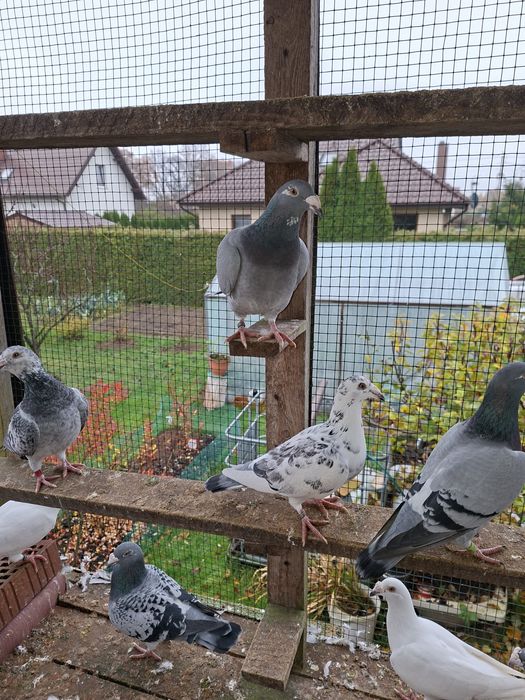 Gołebie staropolskie