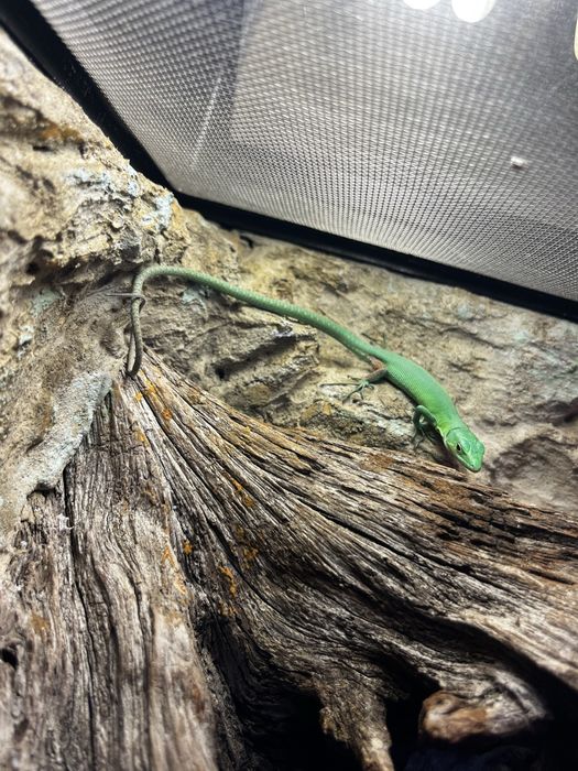 Jaszczurka Gastropholis praisna młody samczyk