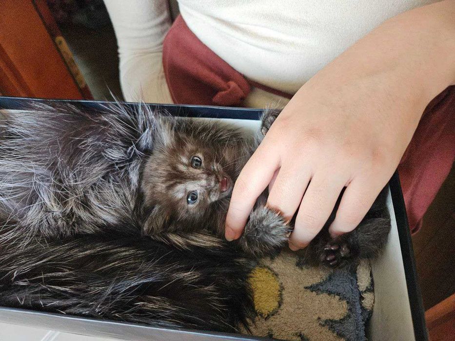 Кошеня, 1 місяць в добрі руки