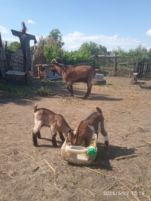 Альпійській хлопець100% покрие вашу кізоньку для покращеня продуктивн.