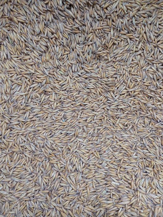 Sprzedam owies do palenia i dla koni