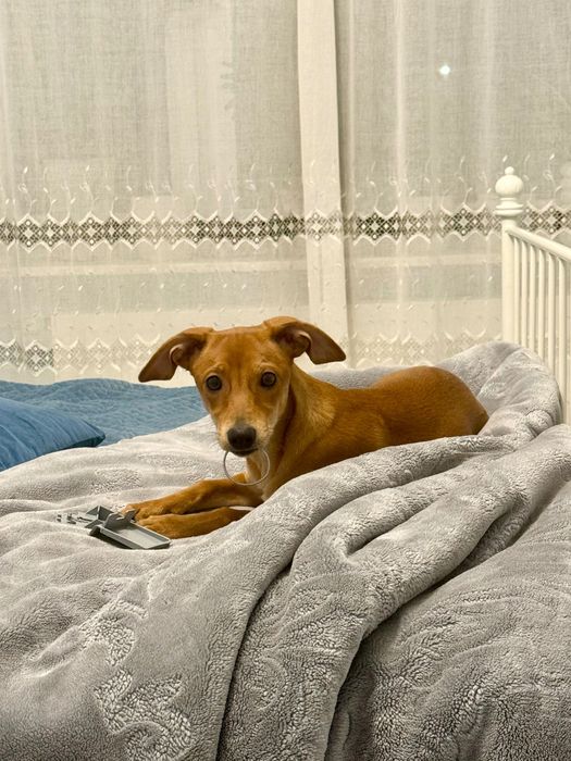 Szczeniak szuka nowego domu