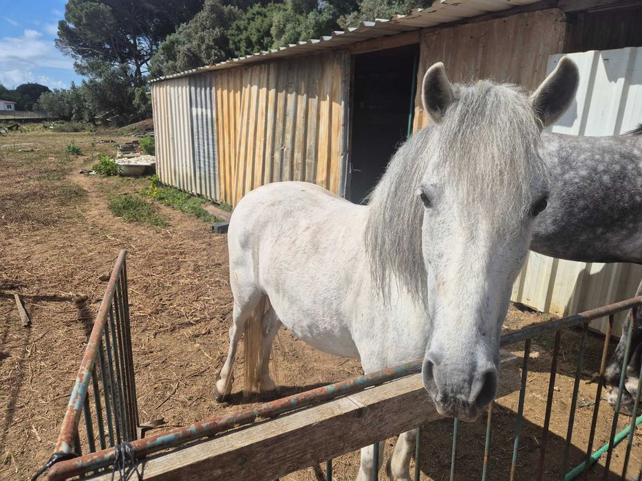 Vendo cavalo e egua de baixo porte