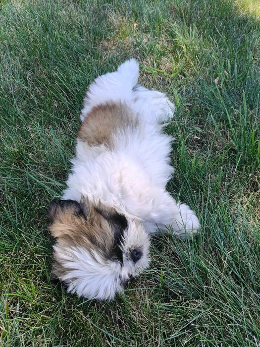 SHIH- TZU szczeniaczek