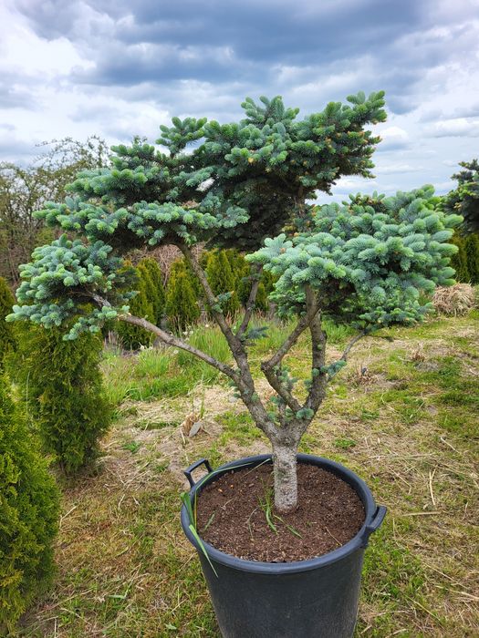 Tuja szmaragd, tuje 90cm