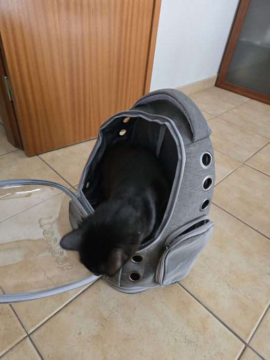 Mala de transporte gato