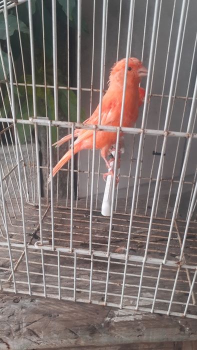 Vendo canários ver fotos