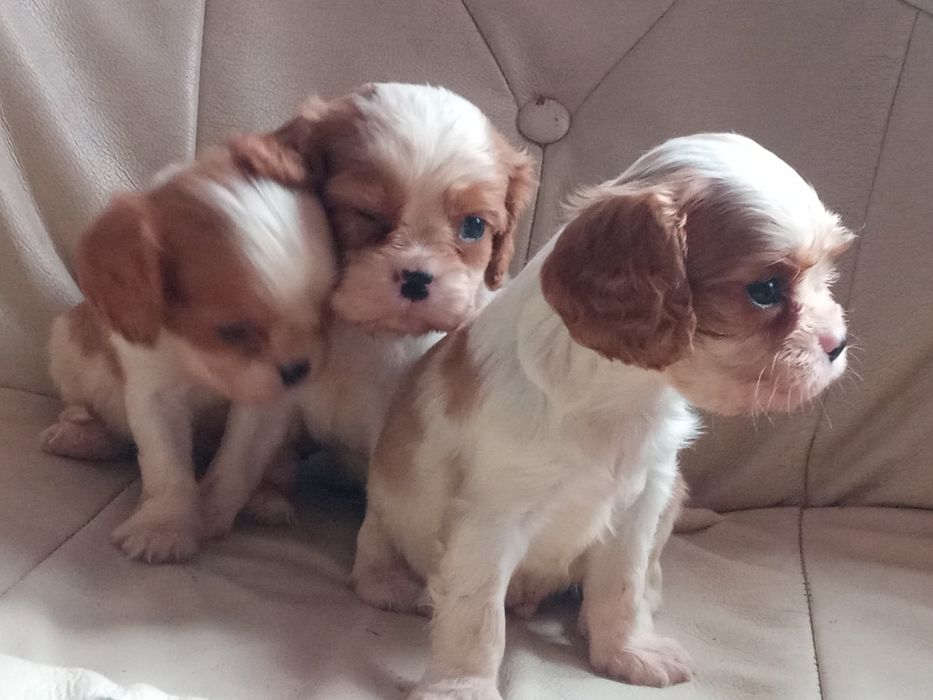 Cavalier king charles spaniel szczenię