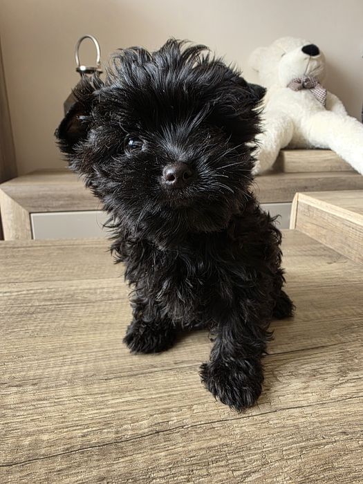 Cudna dziewczynka york