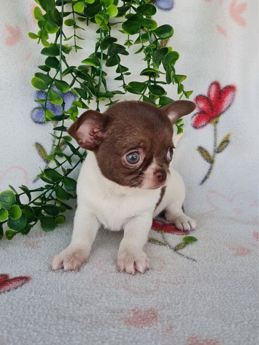 Excelente super miniatura menina Chihuahua/Chiuaua LinhagemRussa,Qualidad