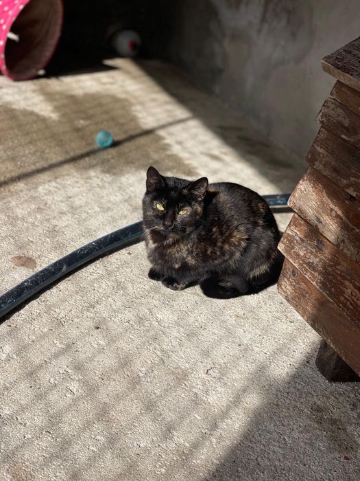 Celeste procura uma familia