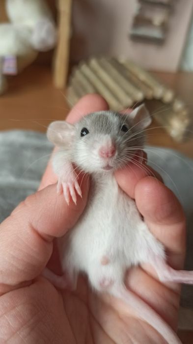 Криса дамбо хлопчик, пацюк