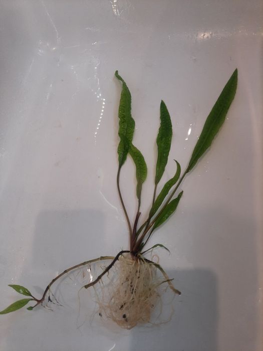 Kryptokoryna karbowana