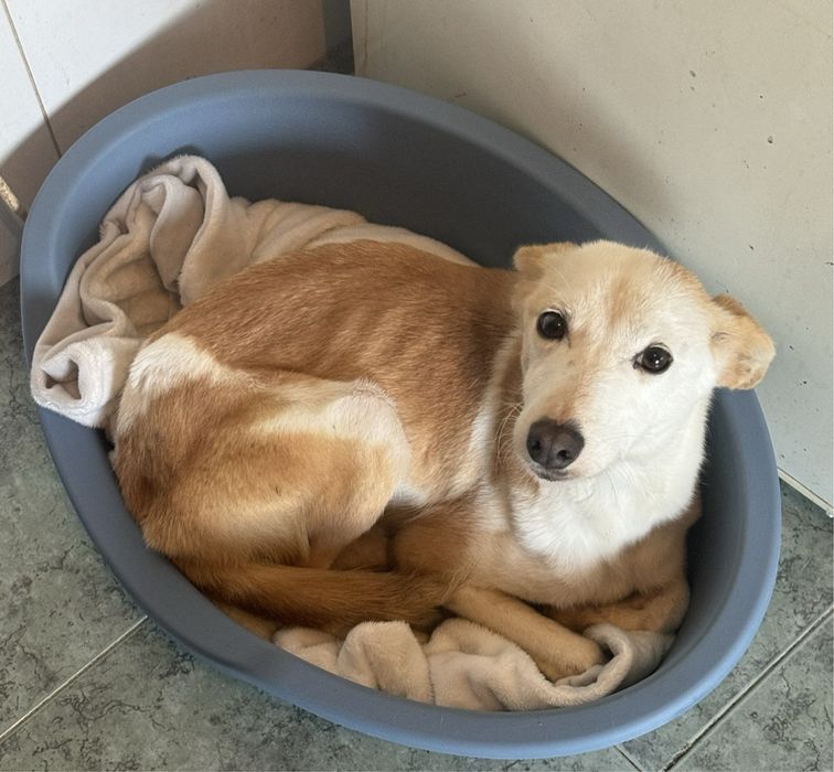 Cadela raça podengo